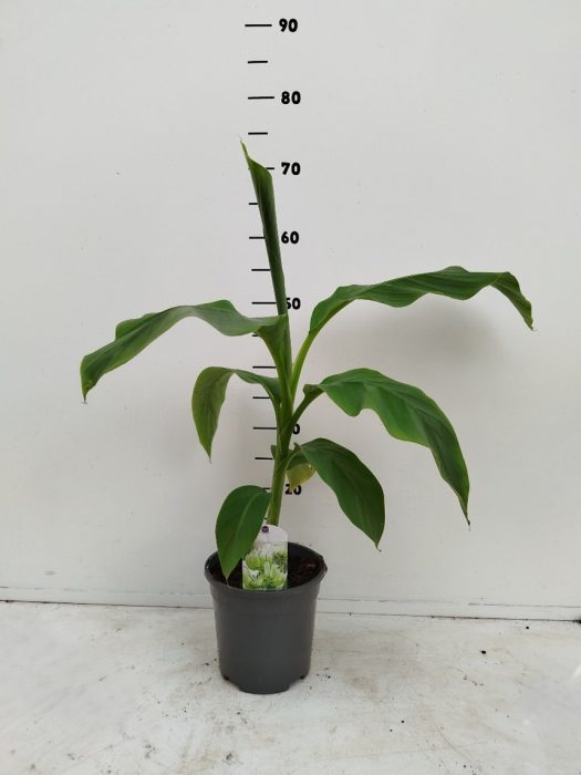 Musa basjoo, D 17