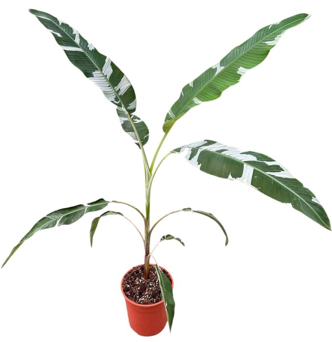 Musa Florida, D 27