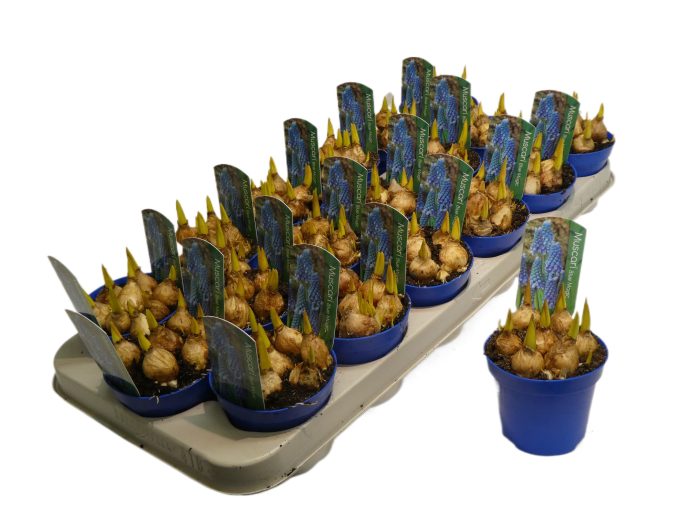 Muscar blue magic, D 9