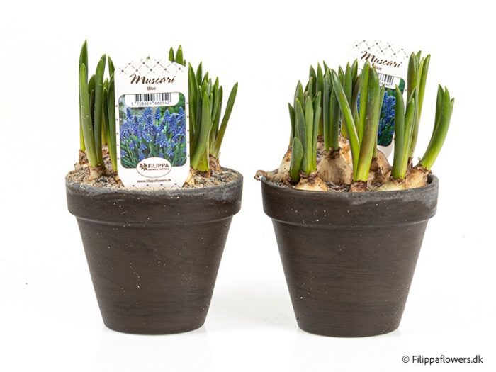 MUSCARI ARMENIACUM, D 12