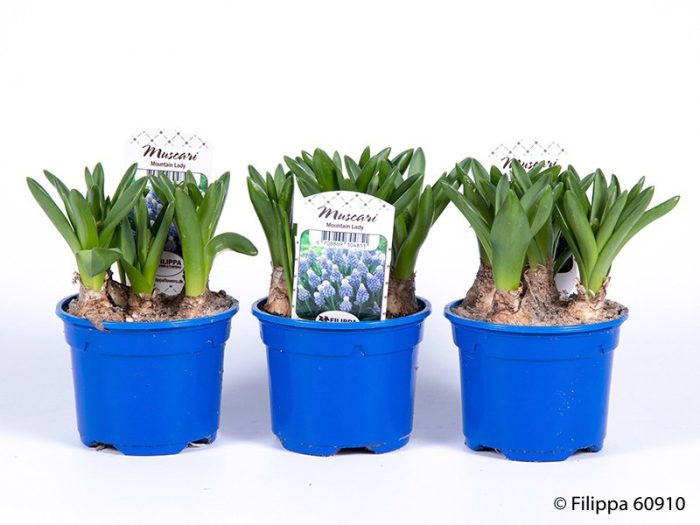 MUSCARI ARMENIACUM 'Moutain Lady', D 9