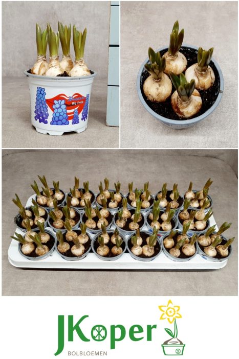 Muscari Big Smile 9 cm., D 9