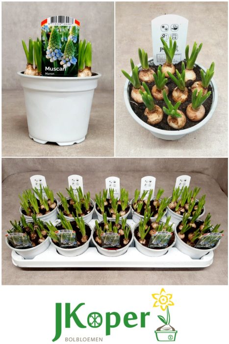 Muscari Manon 12 cm, D 12