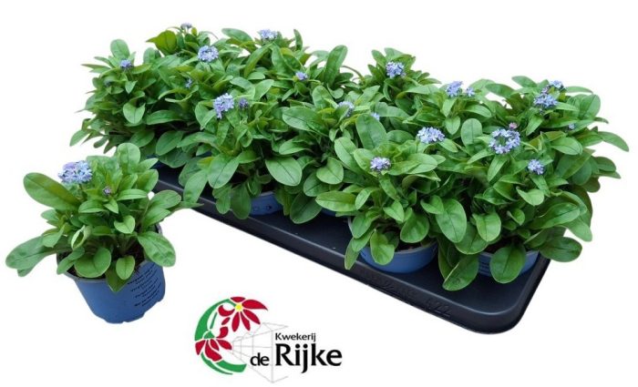 Myosotis Mon Amie Blauw, D 10,5