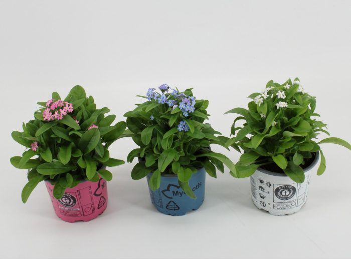 Myosotis Mon Amie Mix, D 10,5