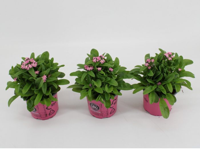 Myosotis Mon Amie Pink, D 10,5