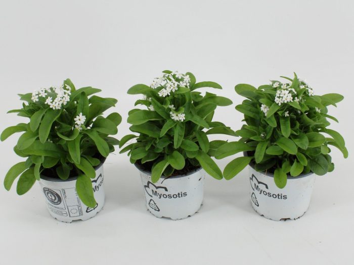 Myosotis Mon Amie White, D 10,5
