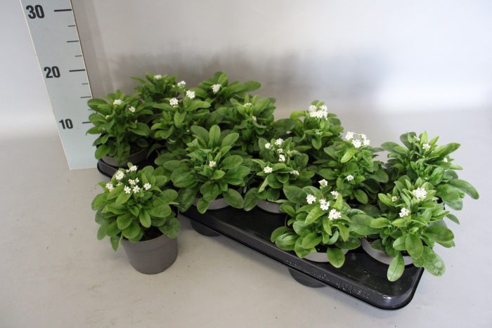 Myosotis White 10,5 cm, D 10,5