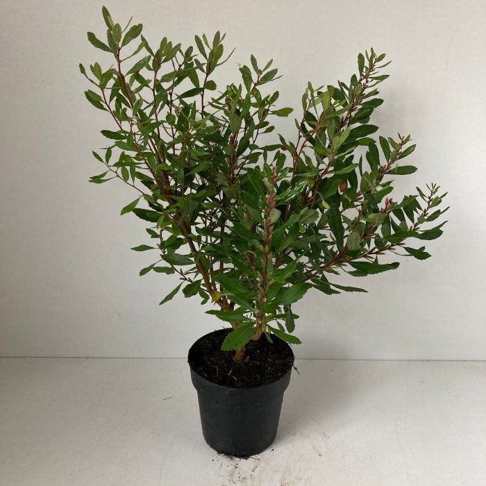 Myrica gale, D 13