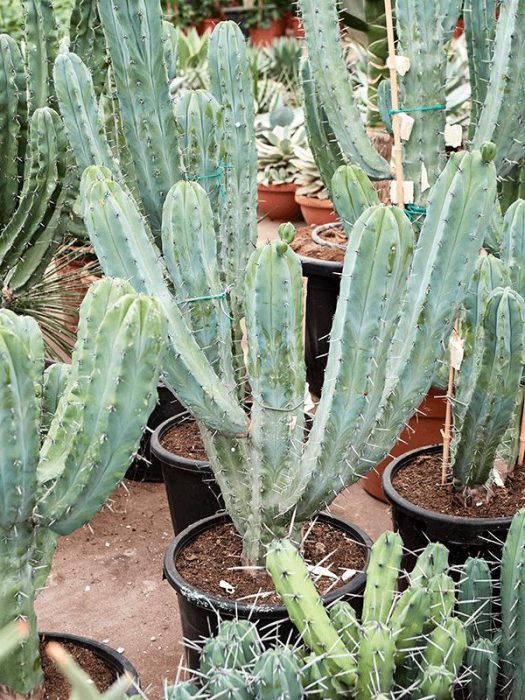 Myrtillocactus geometrizans, D 28