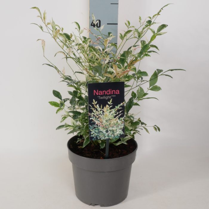 Nandina domestica 'Twilight' P17, D 17