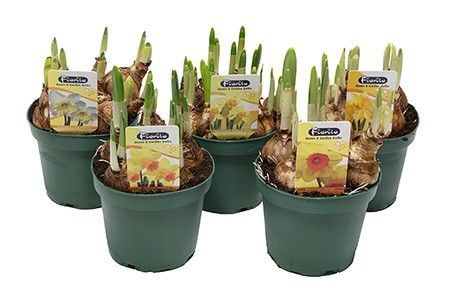 Narcis pot 12cm gemengd, D 12