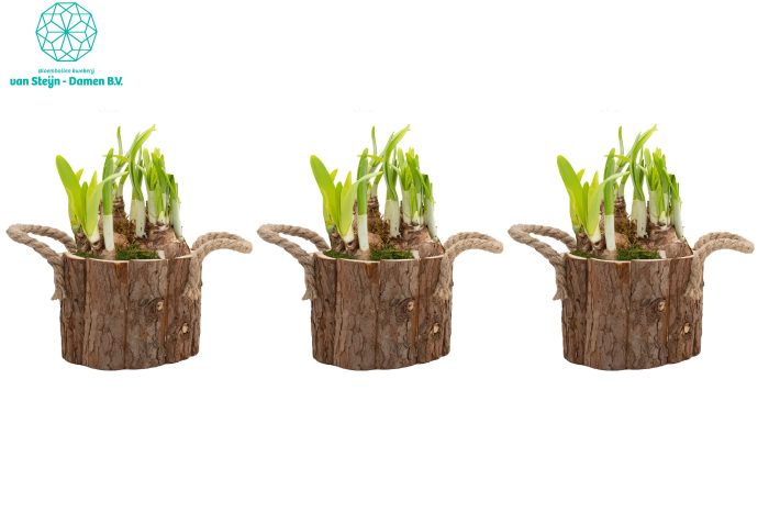 Narcissus 'Wooden Touch' (Without Moss), D 14