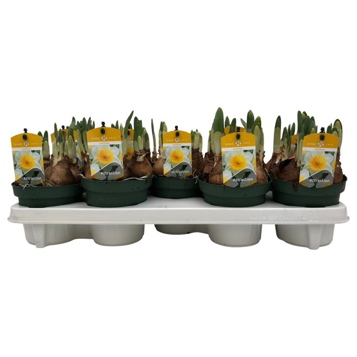 Narcissus Attraction grootbloemig, D 12
