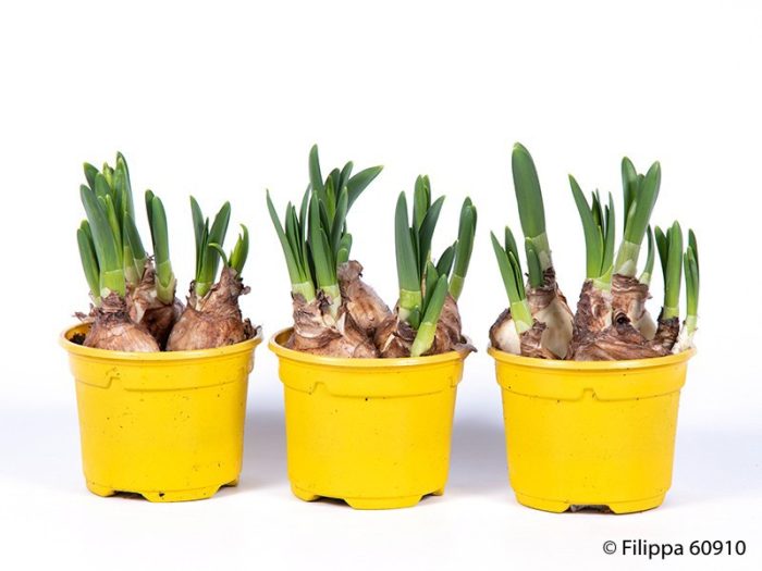 NARCISSUS CYCLAMINEUS 'TETE-A-TETE', D 9