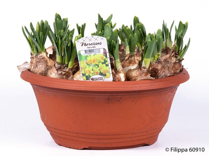 NARCISSUS CYCLAMINEUS 'TETE-A-TETE', D 27