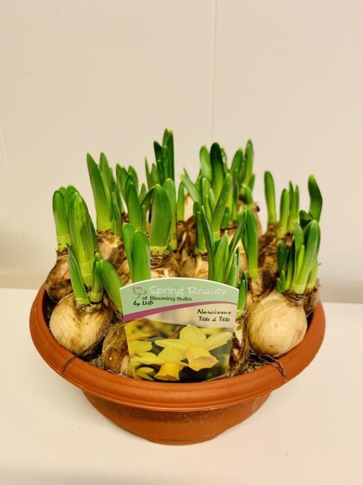 NARCISSUS CYCLAMINEUS 'TETE-A-TETE', D 20