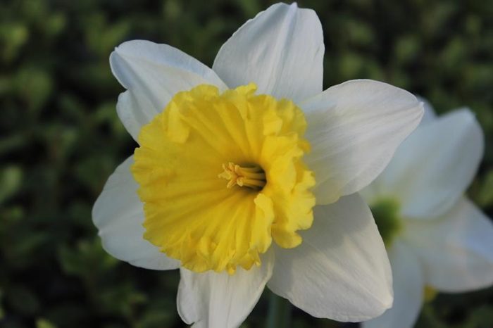 NARCISSUS INCOMPARABILIS 'ICE FOLLIES', D 23