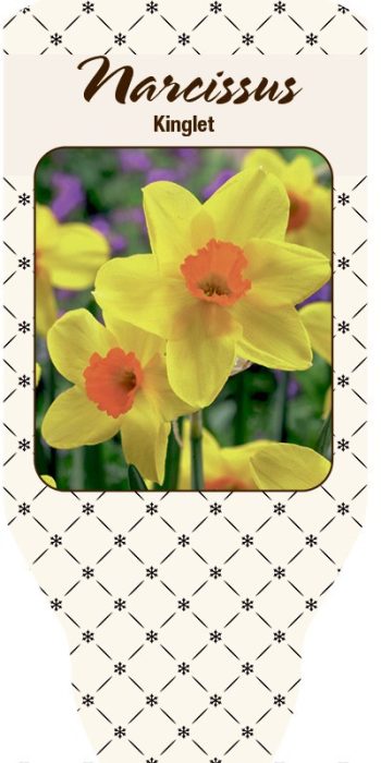 NARCISSUS INCOMPARABILIS 'Kinglet', D 21