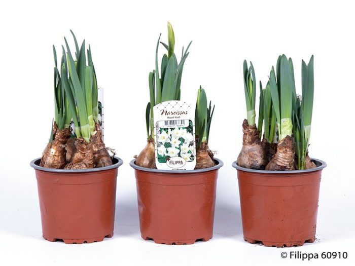 NARCISSUS INCOMPARABILIS 'Mount hood', D 11