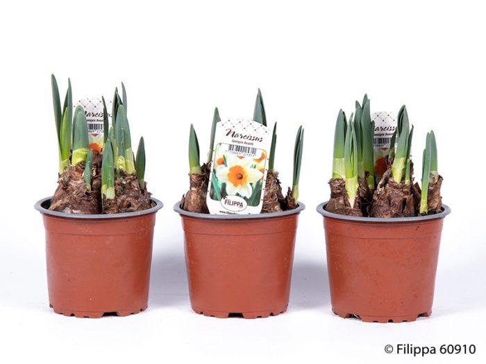 NARCISSUS INCOMPARABILIS 'Sempre Avanty', D 12