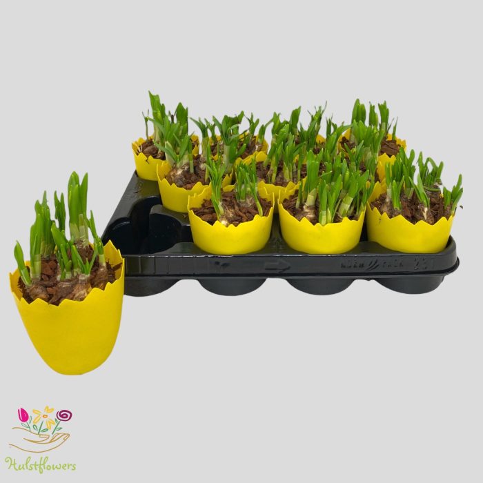 Narcissus Tete-a-Tete pl. calimero ei p10,5 geel, D 10,5