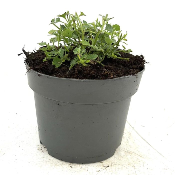 Nepeta 'Walker's Low', D 17