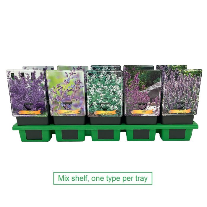 Nepeta mix laag P11, D 11