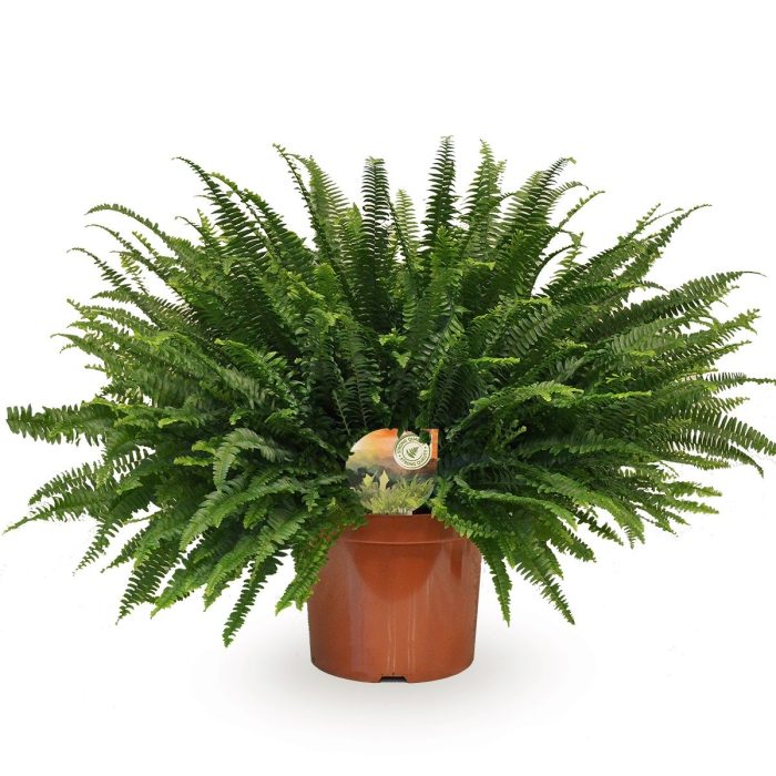 Nephrolepis Green Lady, D 26