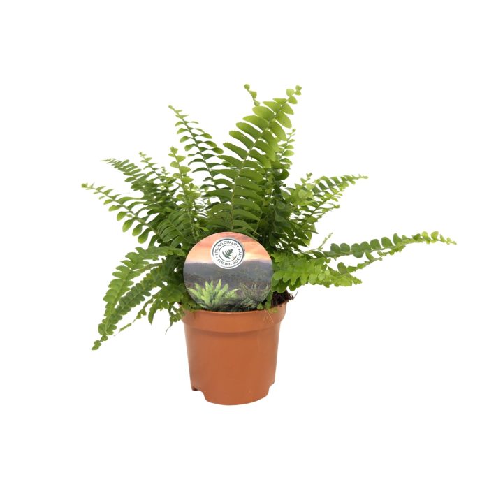 Nephrolepis Green Lady, D 9