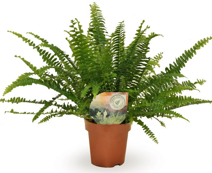 Nephrolepis Green Lady, D 12