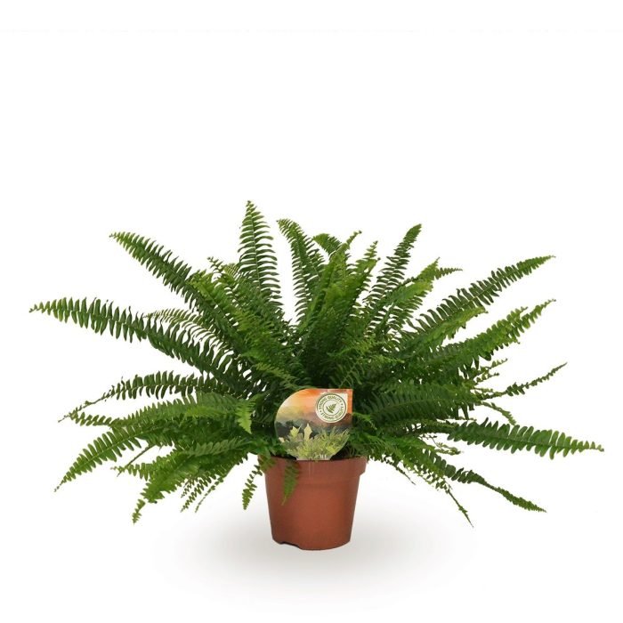Nephrolepis Green Lady, D 17