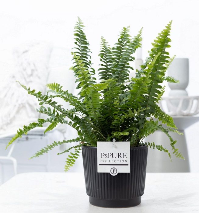 Nephrolepis Green Lady in P&PURE Liv ceramics matt black, D 12