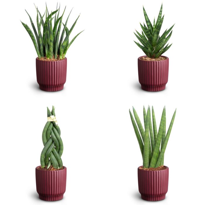 Nordic Aubergine, Sansevieria Collection, D 7