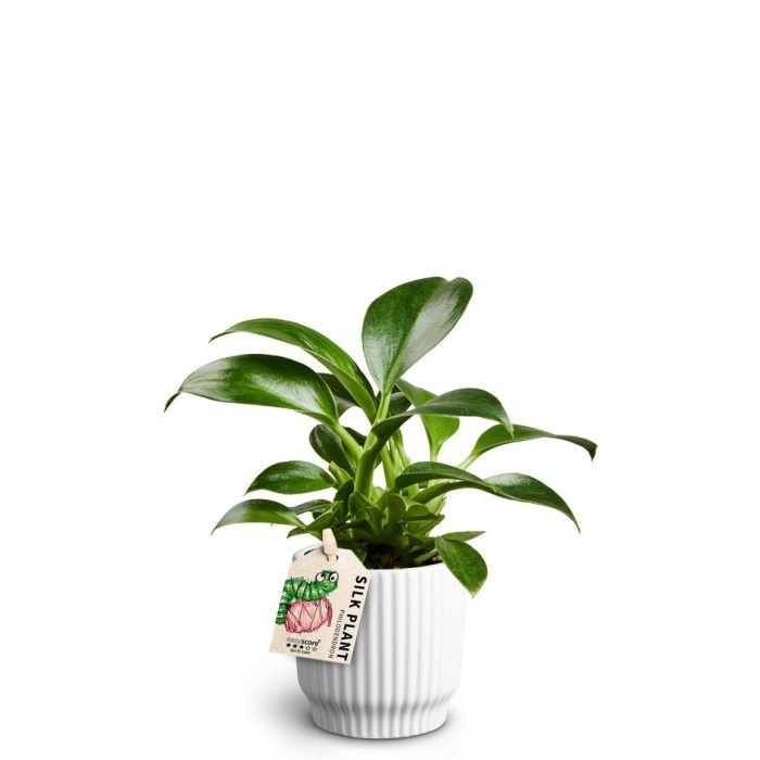 Nordic White, Philodendron Green Princess, D 7