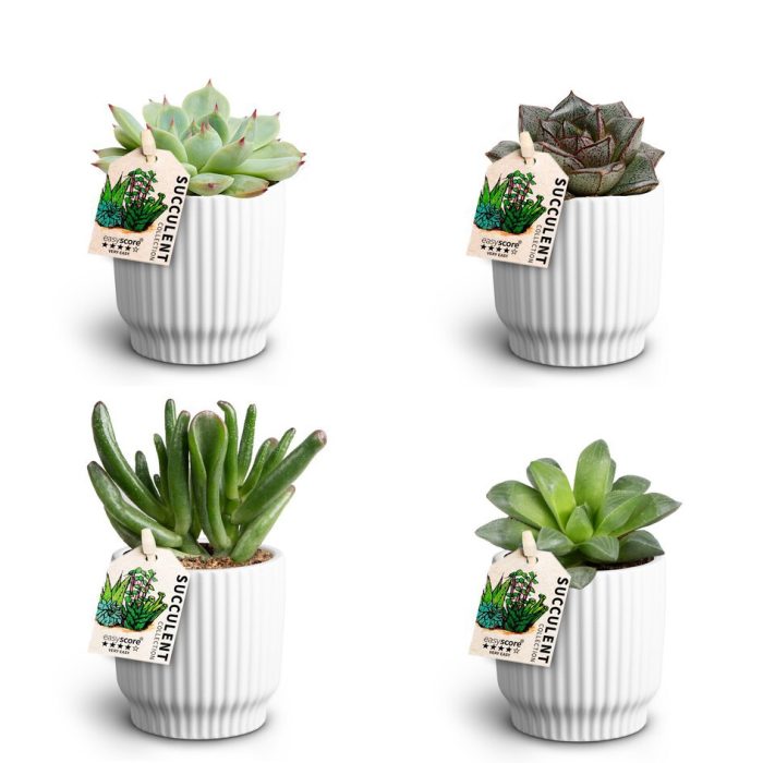 Nordic White, Succulent Collection, D 7