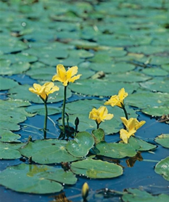 Nymphoides peltata (11x11), D 11