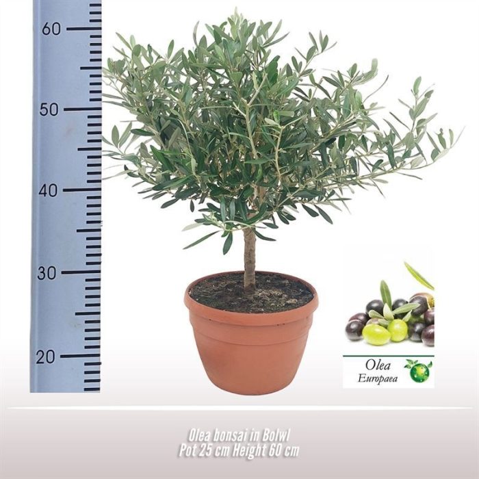 Olea bonsai in schaal, D 25