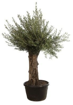 Olea europaea, D 80