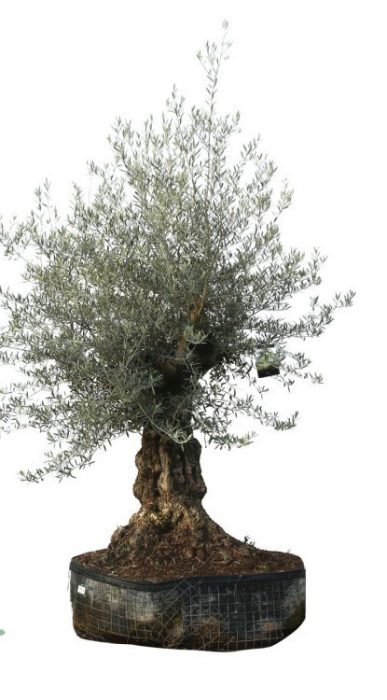 olea europaea, D 90