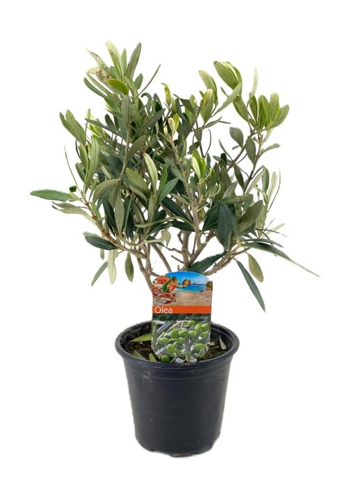 Olea europaea, D 14