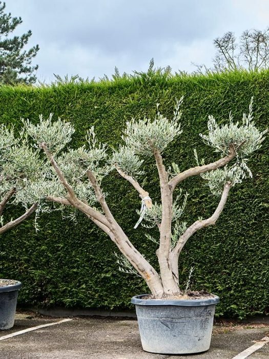 Olea europaea (180-240), D 75