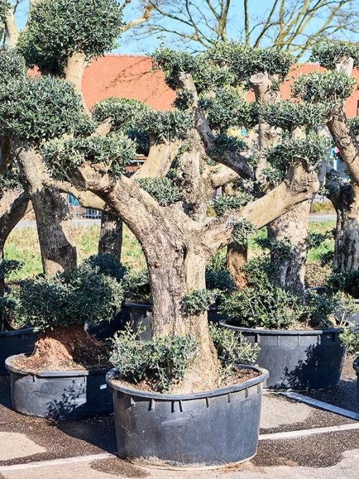 Olea europaea (190-280), D 85