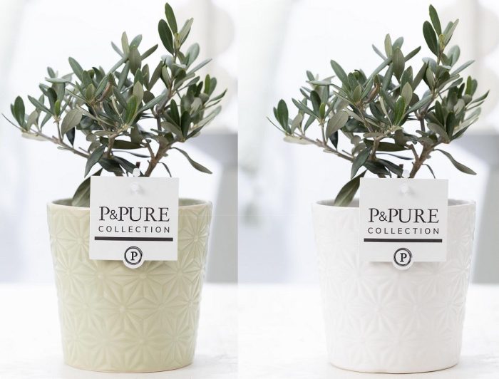 Olea Europaea in P&PURE Juliette ceramics ass. 2, D 12