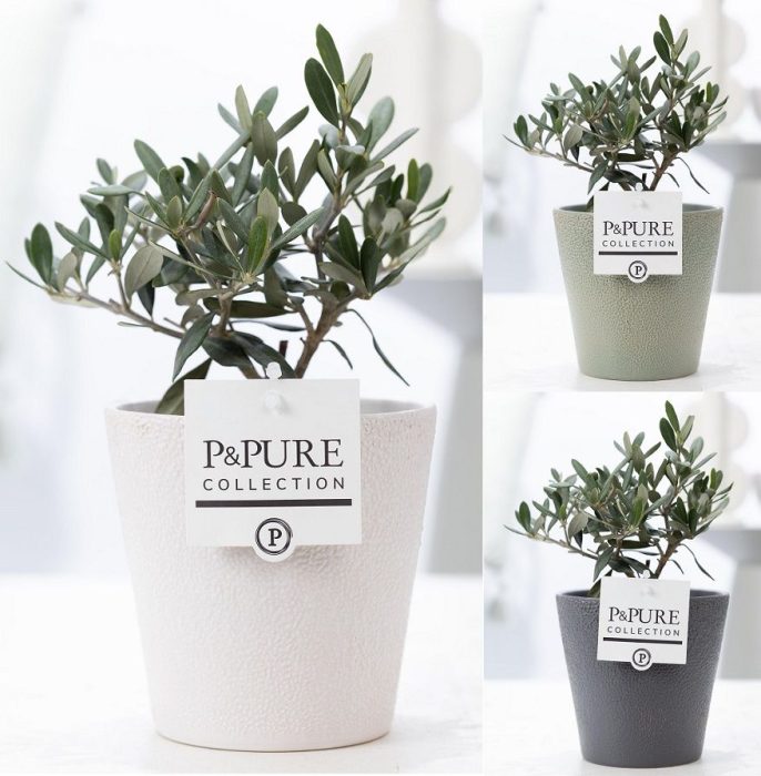 Olea Europaea in P&PURE Ruby ceramics ass. 3, D 12
