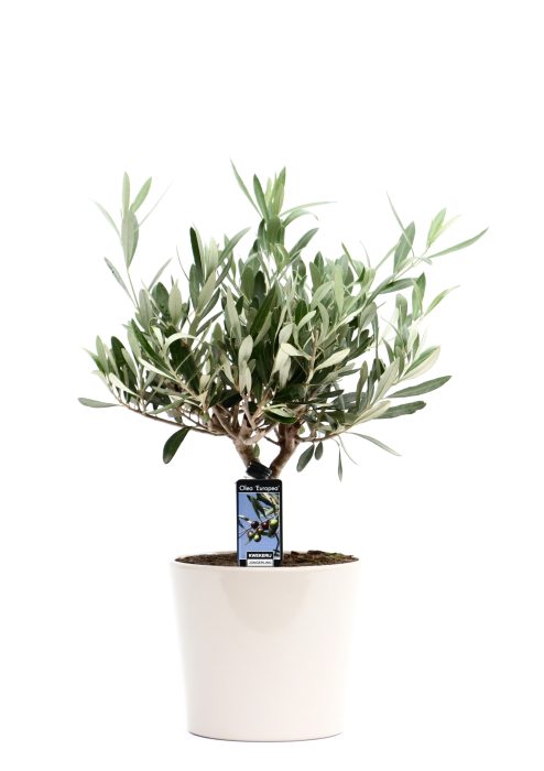 Olea Olijf in Keramiek Roma grijs, D 16