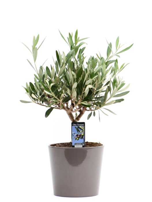 Olea Olijf in Keramiek Roma taupe, D 16