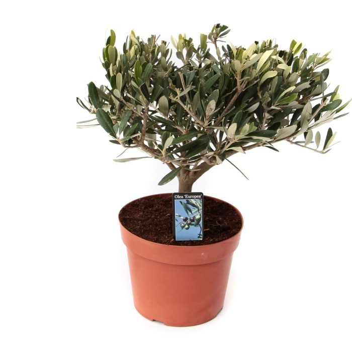 Olea Olijf op stam, D 15