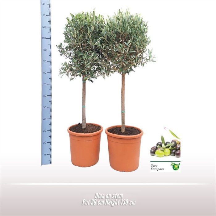 Olea op stam, D 30