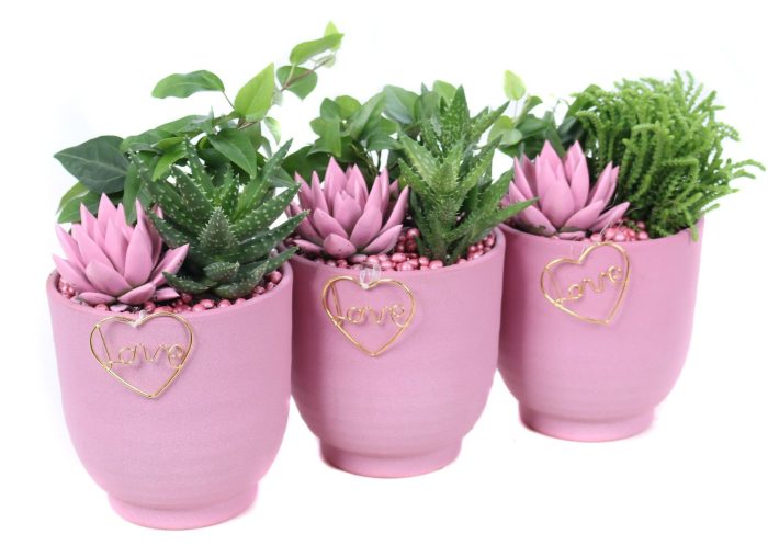 Opgemaakte valentijn groove met suc, hedera, geverfd echeveria, D 14